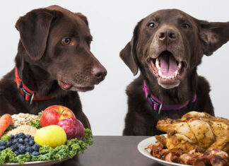 Które składniki są niezbędne w psiej diecie