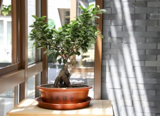 Nasiona bonsai Nasiona bonsai