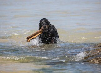 Ile kosztuje sprowadzenie auta z Japonii do Polski?