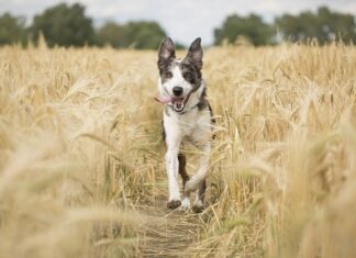 Co zrobić gdy jedna wycieraczka nie działa?