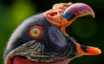 Co oznacza Membrana 5000 w kurtkach?